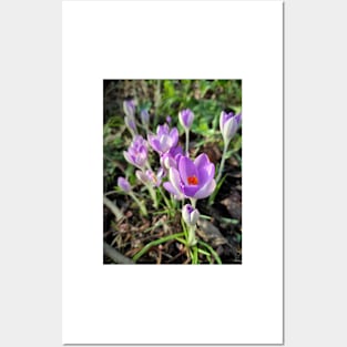 crocuses Posters and Art